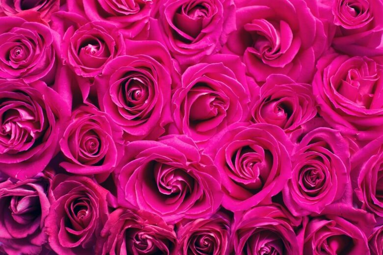rose