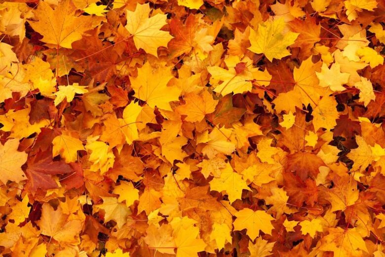 leaves