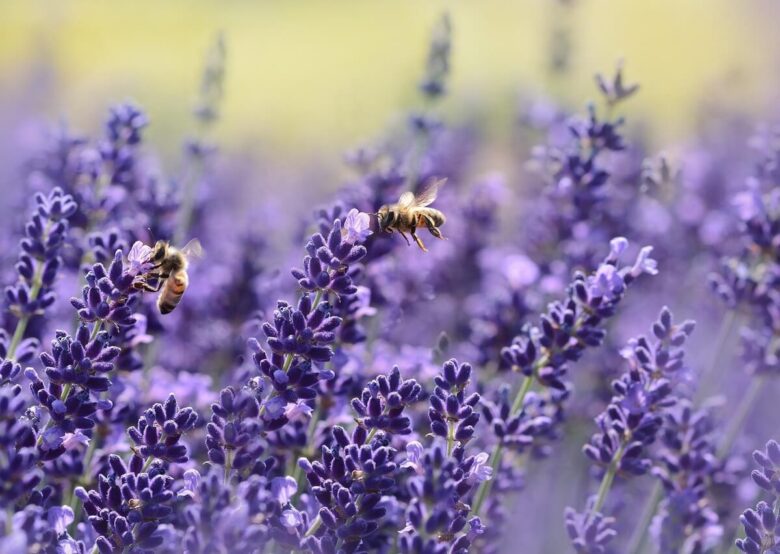 lavenders