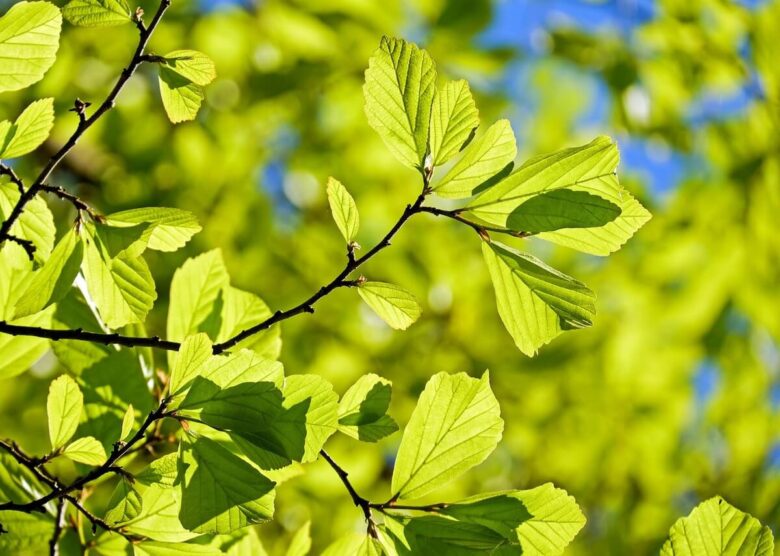 oak