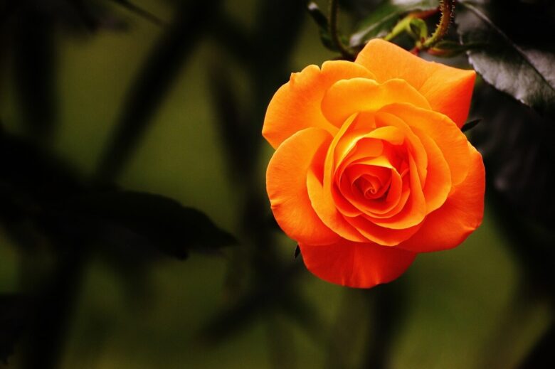 rose