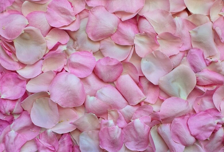 rose-petals