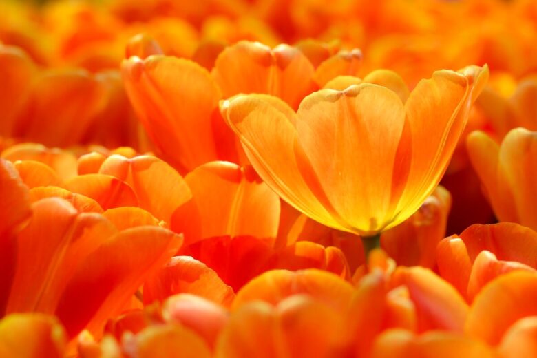 tulips