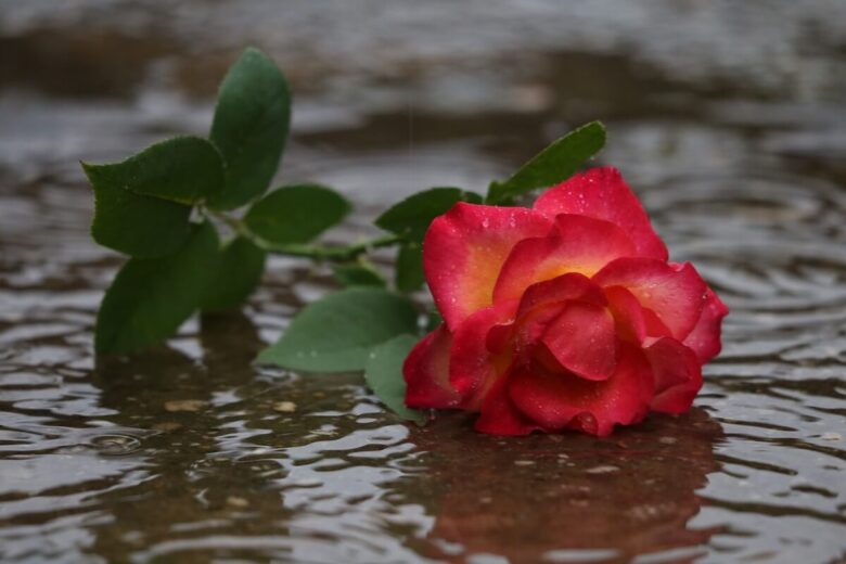 red-yellow-rose-in-rain