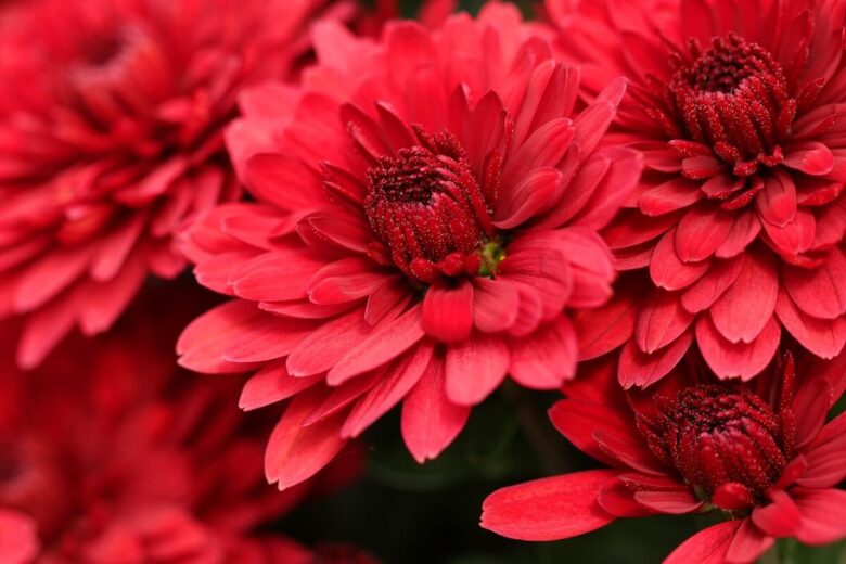 chrysanthemums