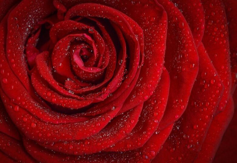 rose