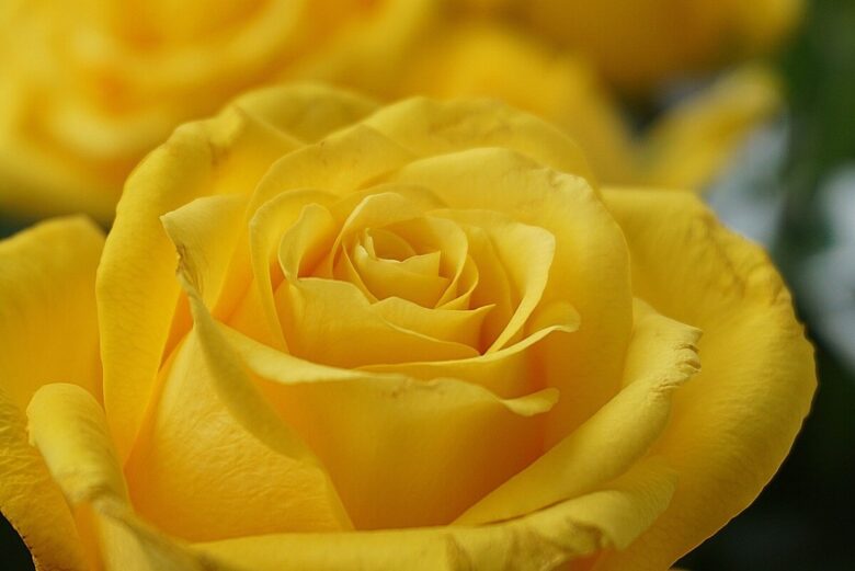 yellow-rose